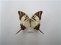 藏品(舊北區蝴蝶)的圖片